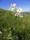 Anemonastrum narcissiflorum